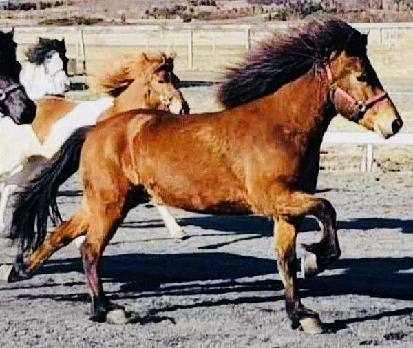 beginner-novice-icelandic-horse