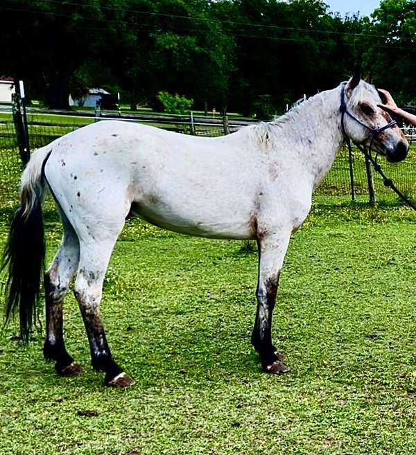 athletic-appaloosa-poa-horse