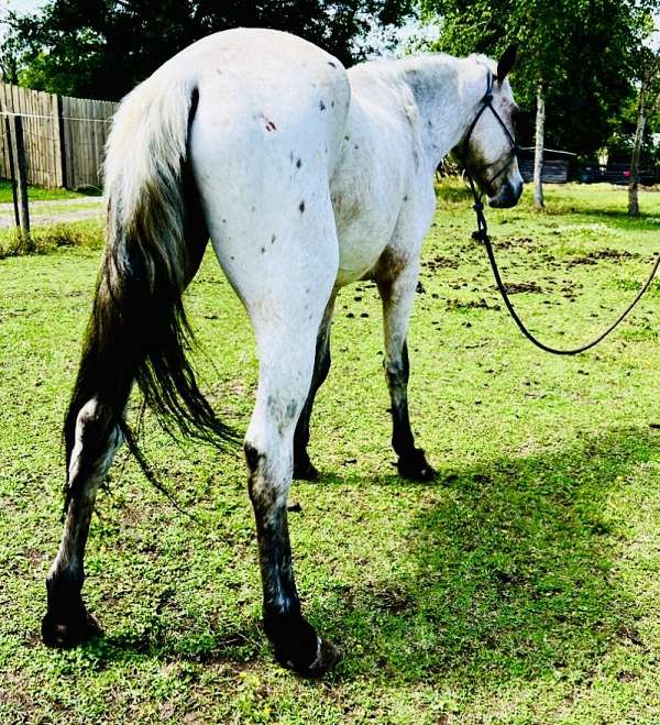 halter-appaloosa-poa-horse