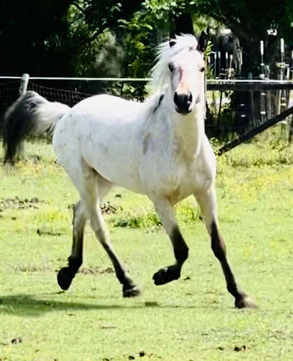 western-pleasure-appaloosa-poa-horse