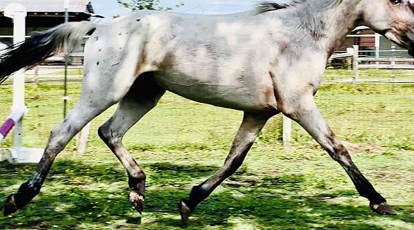 appaloosa-stallion