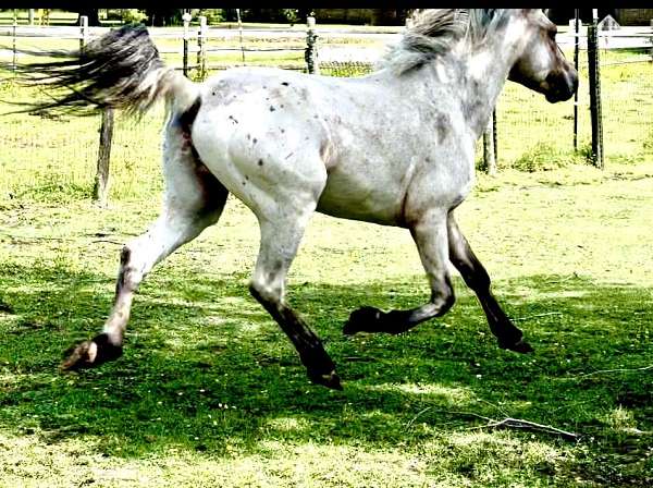 appaloosa-horse-for-sale