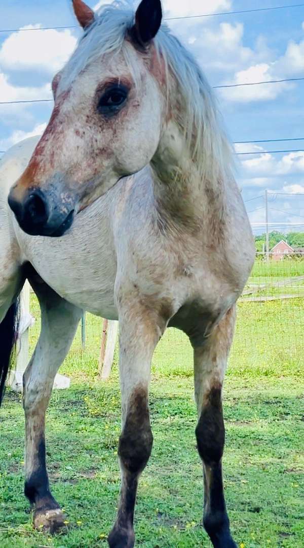 appaloosa-horse