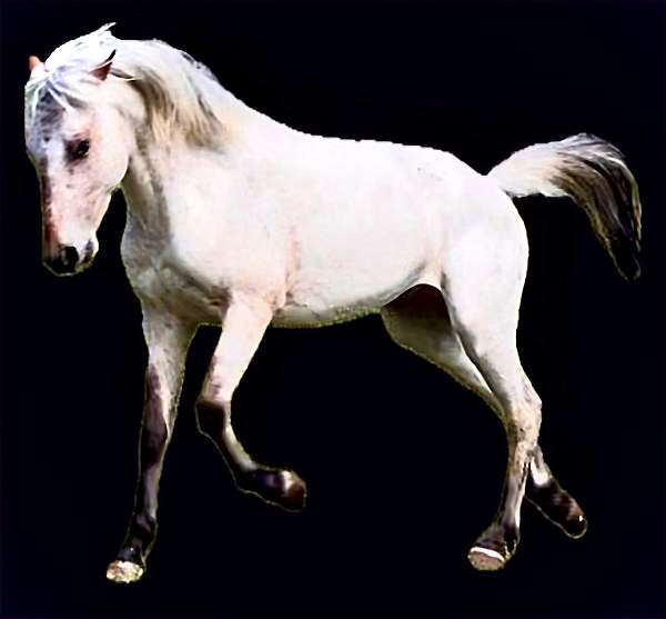 appaloosa