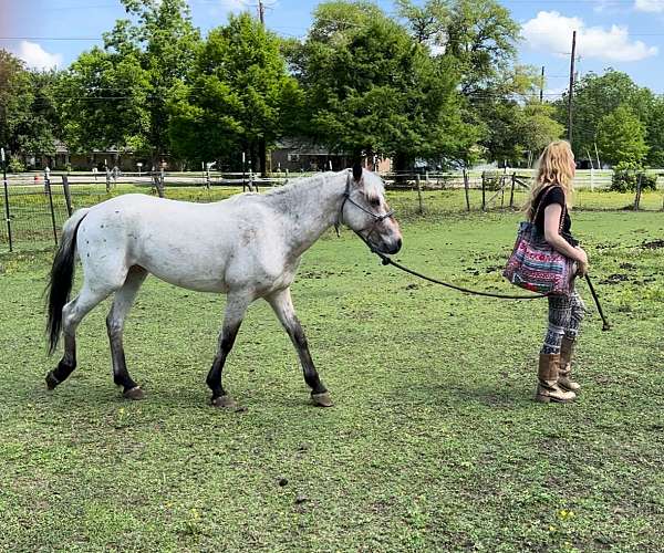 hunter-appaloosa-poa-horse