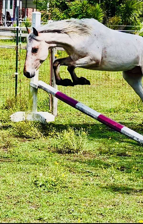 trained-appaloosa-poa-horse