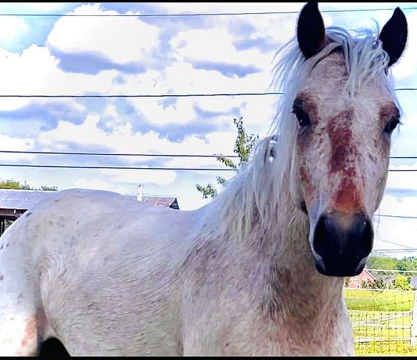 halter-horse