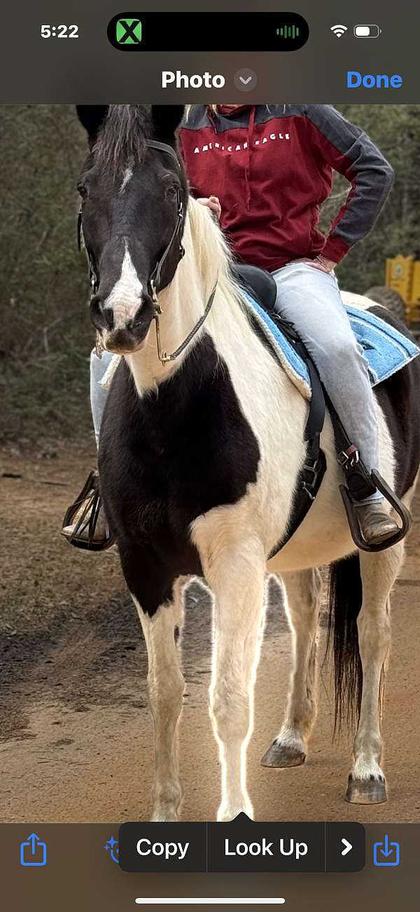trail-riding-spotted-saddle-horse
