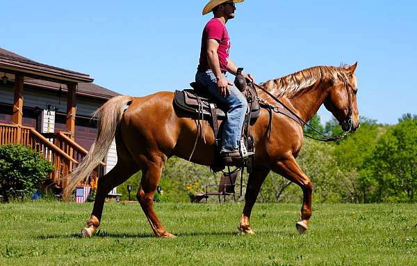 palomino-see-pics-horse