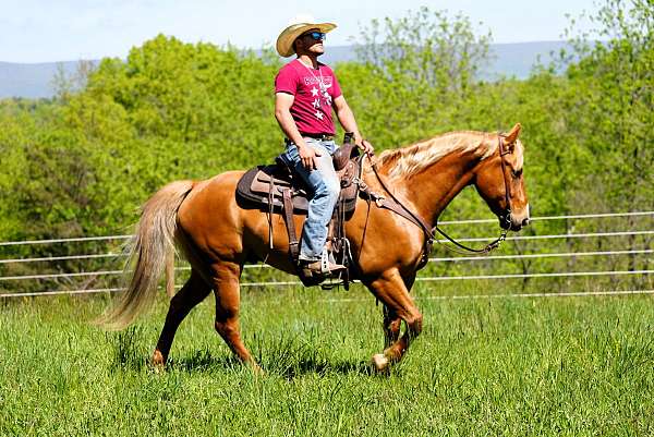 family-quarter-horse