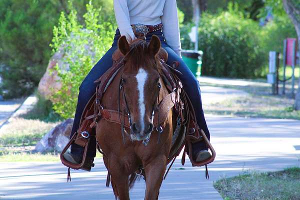 sorrel-see-pics-horse