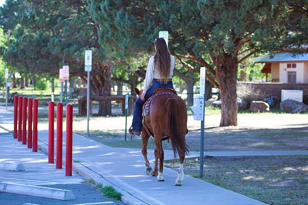 trail-quarter-horse