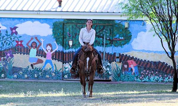 husband-safe-quarter-horse