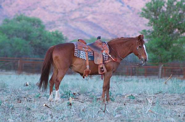 beginner-quarter-horse