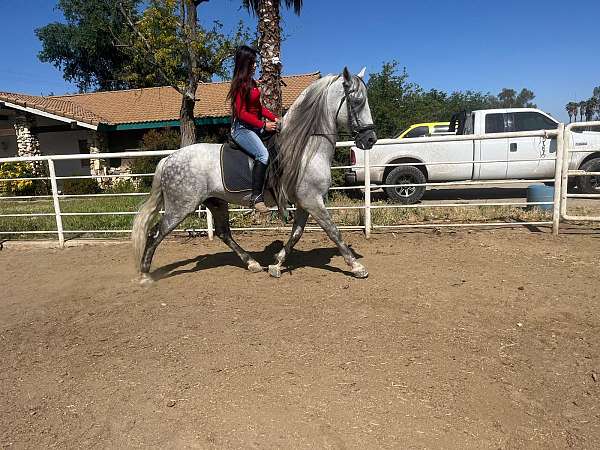 great-trail-andalusian-horse