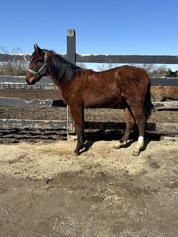 beginner-quarter-horse