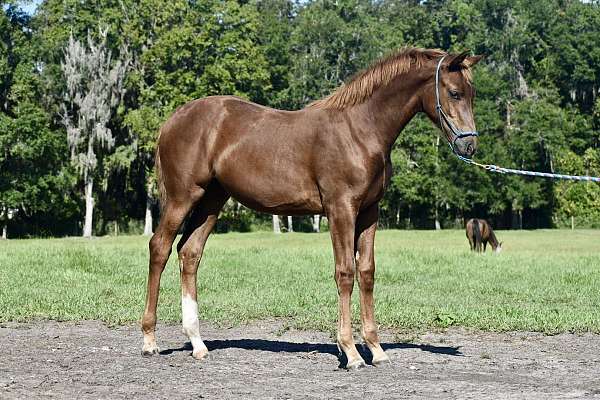 appaloosa-warmblood-horse