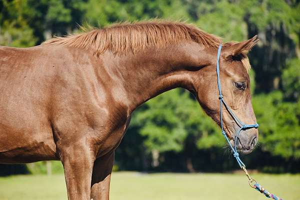 dancing-warmblood-horse