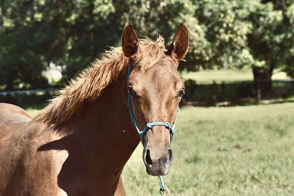 foals-on-the-ground-warmblood-horse