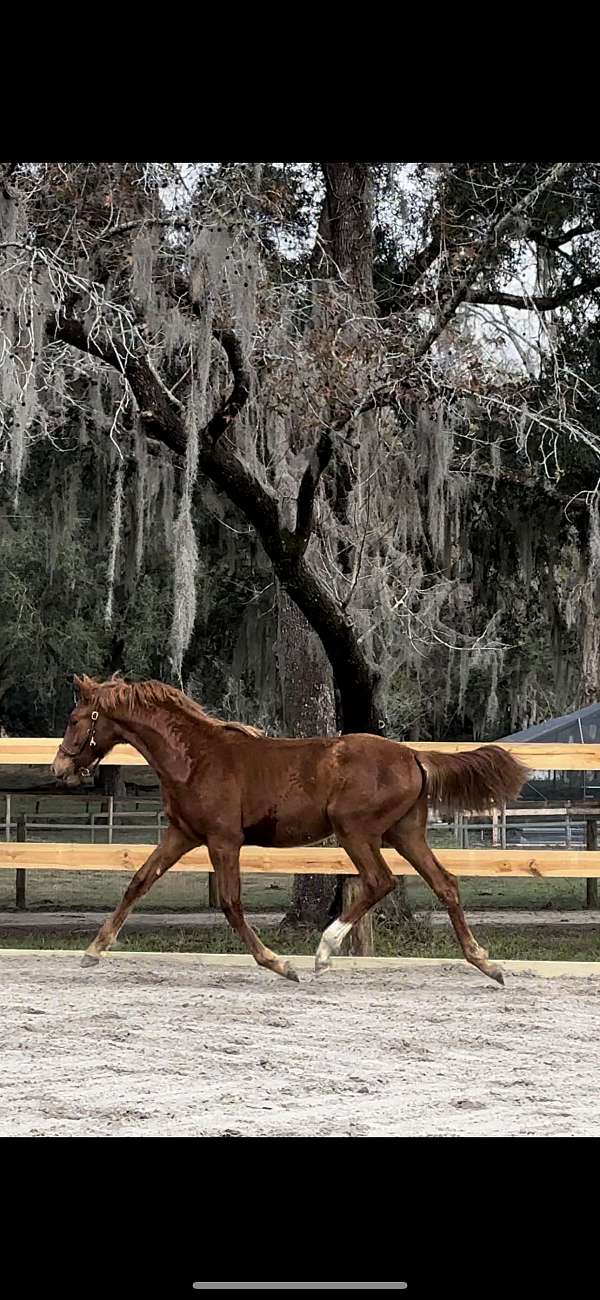 appaloosa-warmblood-horse