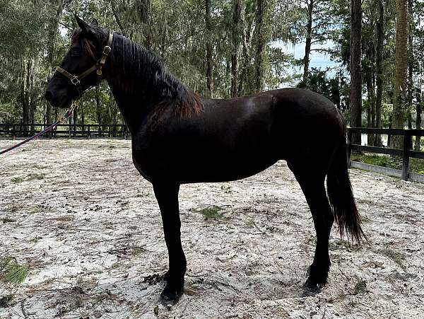 zoey-friesian-horse