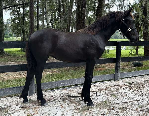 expressive-gaits-friesian-horse