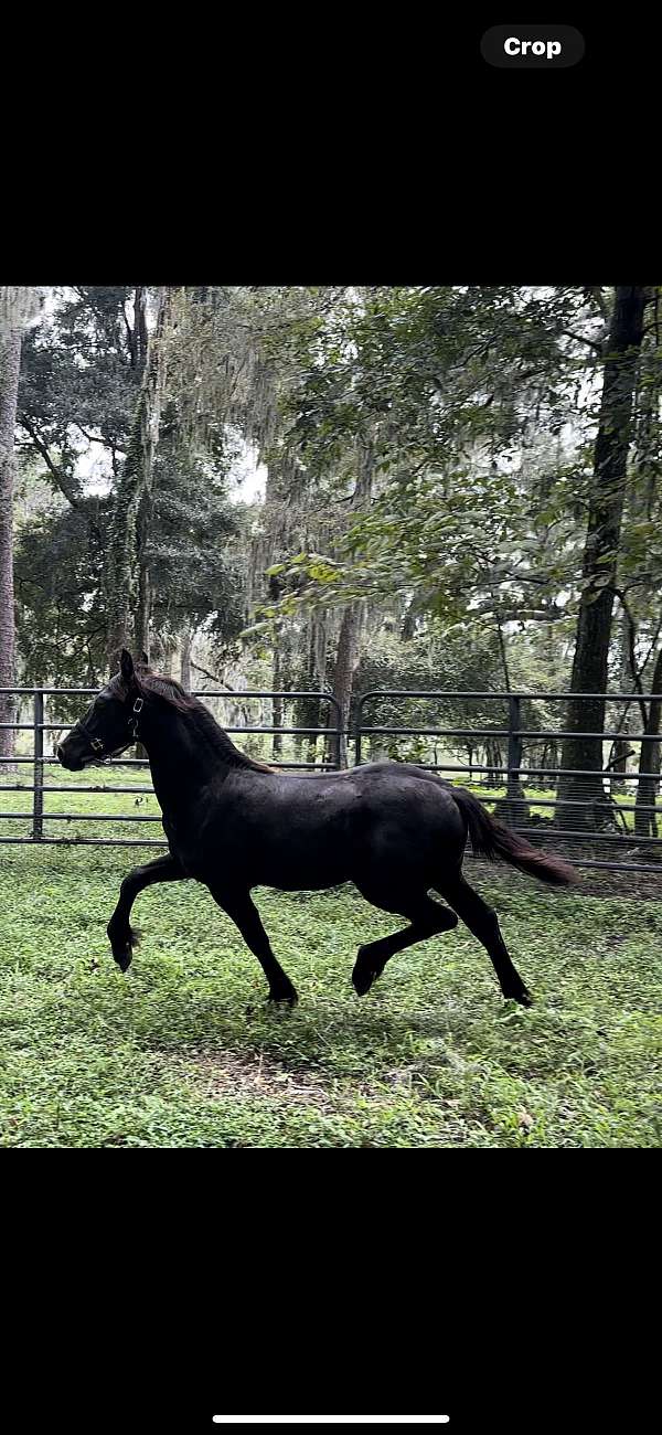 dressage-friesian-horse