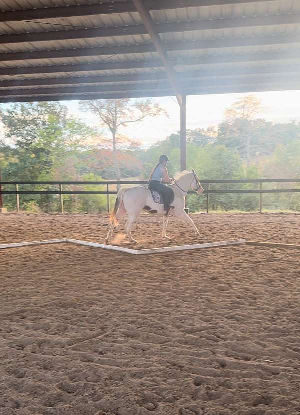 working-equitati-quarter-horse