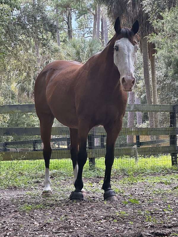 bay-blue-eyes-bald-face-horse