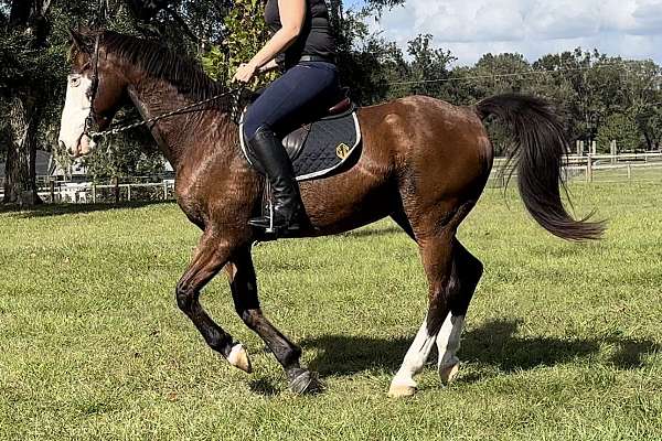 bay-blue-eyes-bald-face-horse