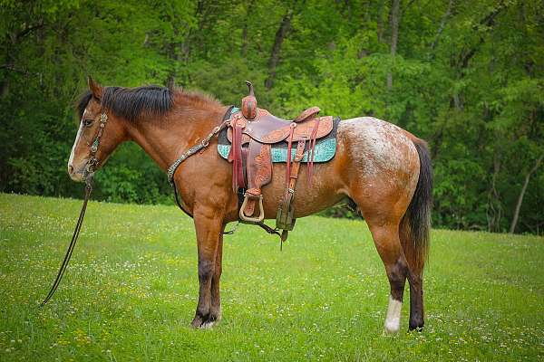 all-around-appaloosa-horse