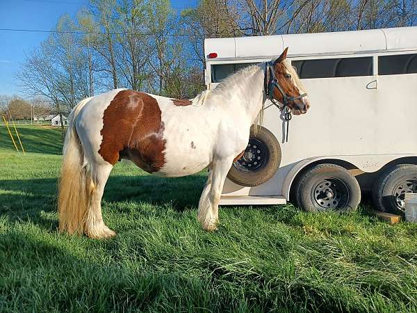 tobiano-filly-for-sale