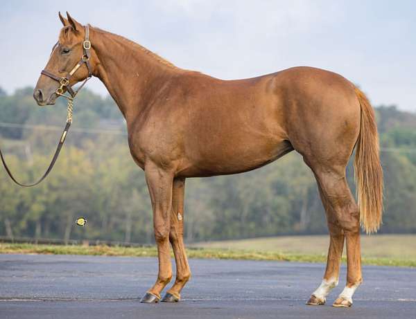 thoroughbred-filly