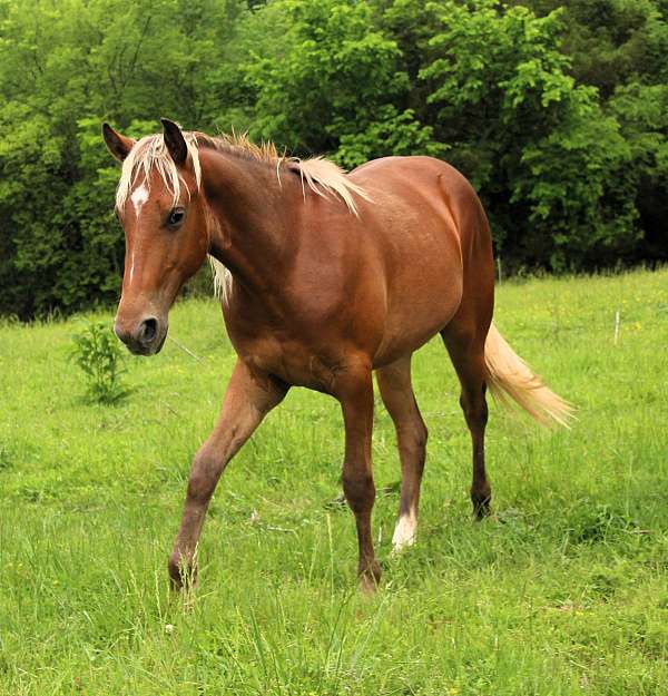 horse-for-sael-kentucky-mountain