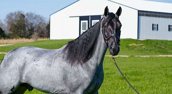 kid-friendly-horse-tennessee-walking