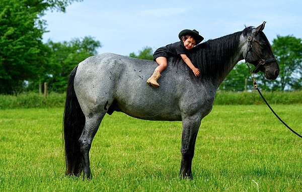 my-horse-connection-tennessee-walking