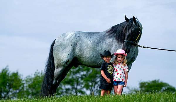 traffic-safe-horse-tennessee-walking