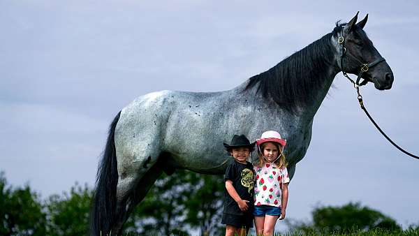 western-horse-tennessee-walking