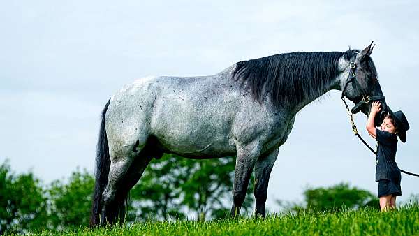 kid-friendly-horse-gelding