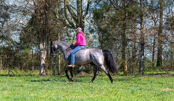 smooth-gaited-horse-gelding