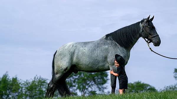 gun-safe-horse-gelding