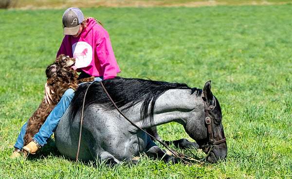 traffic-safe-horse-gelding