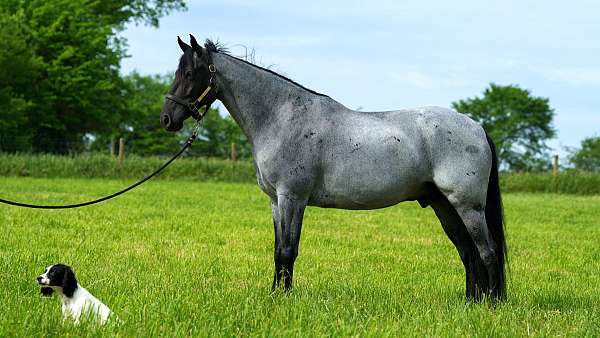 western-dressage-horse-gelding