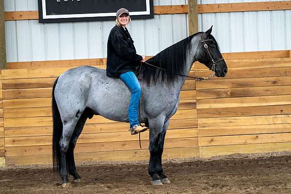 all-around-tennessee-walking-horse