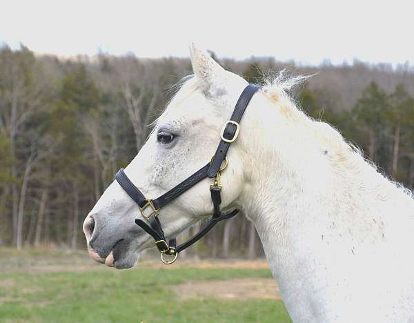 grey-see-pics-horse