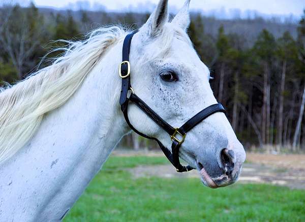 flashy-tennessee-walking-horse