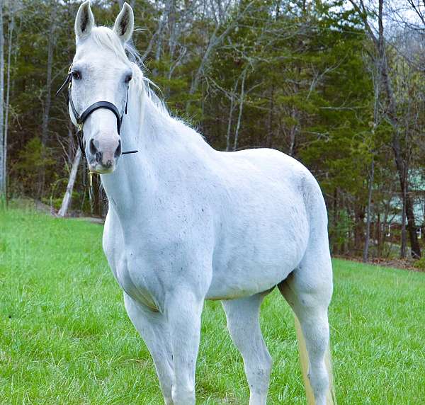 family-tennessee-walking-horse