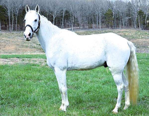 trail-tennessee-walking-horse