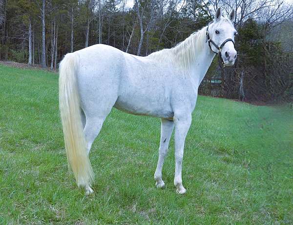 husband-safe-tennessee-walking-horse