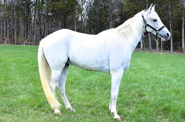 all-around-tennessee-walking-horse